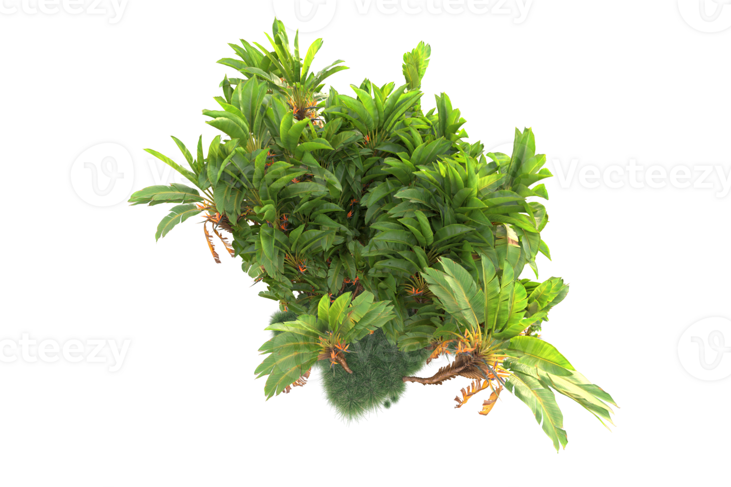 Tropical forest isolated on transparent background. 3d rendering - illustration png