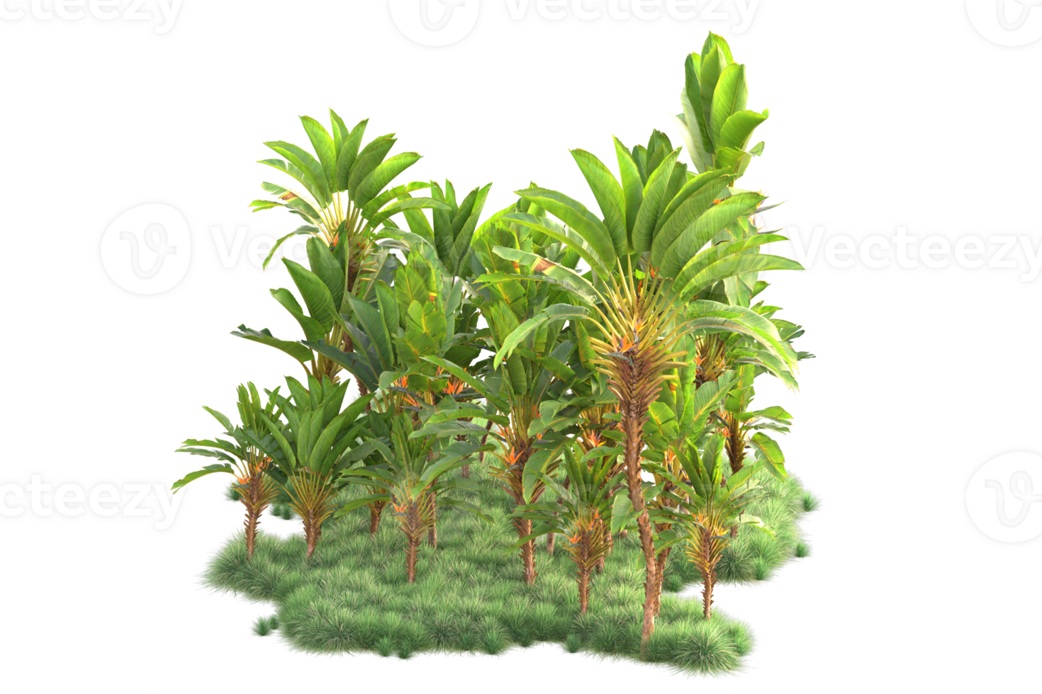 Tropical forest isolated on transparent background. 3d rendering - illustration png
