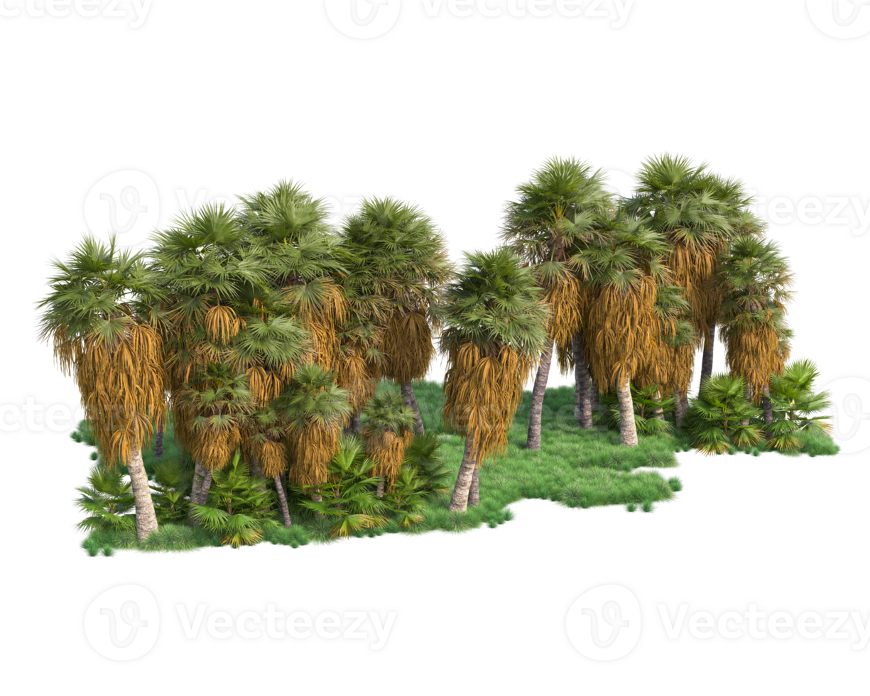 Tropical forest isolated on transparent background. 3d rendering - illustration png