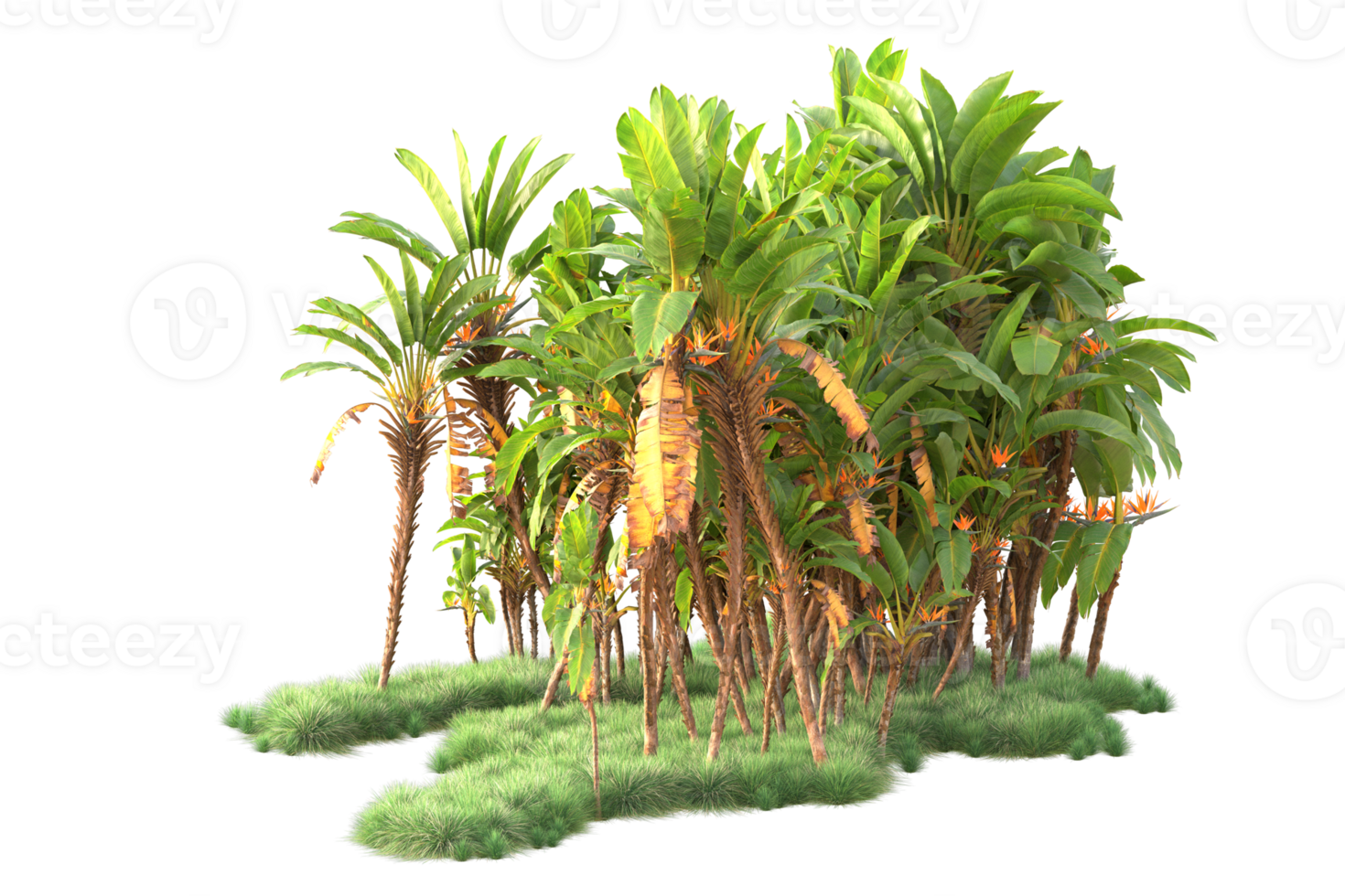 Tropical forest isolated on transparent background. 3d rendering - illustration png