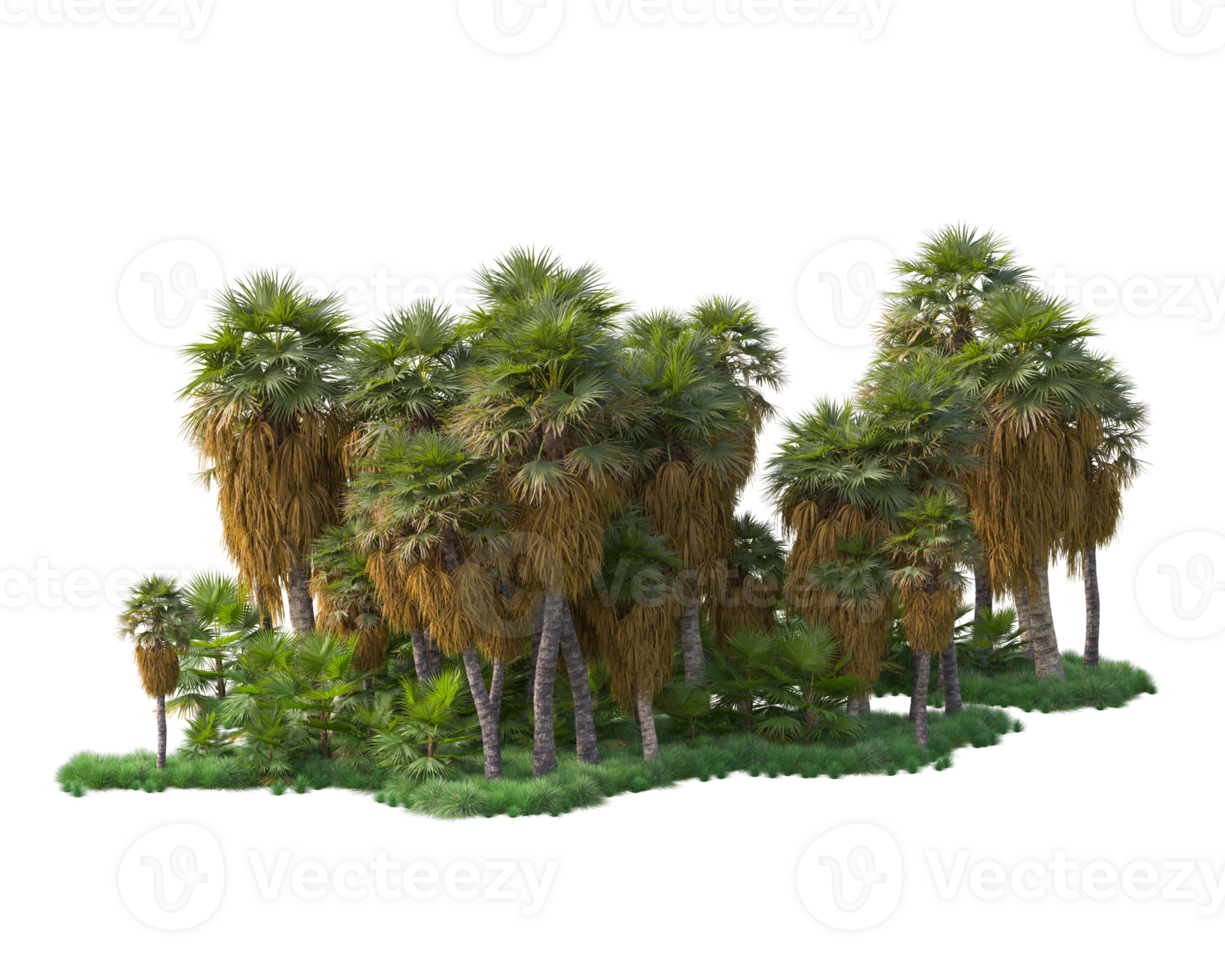 Tropical forest isolated on transparent background. 3d rendering - illustration png