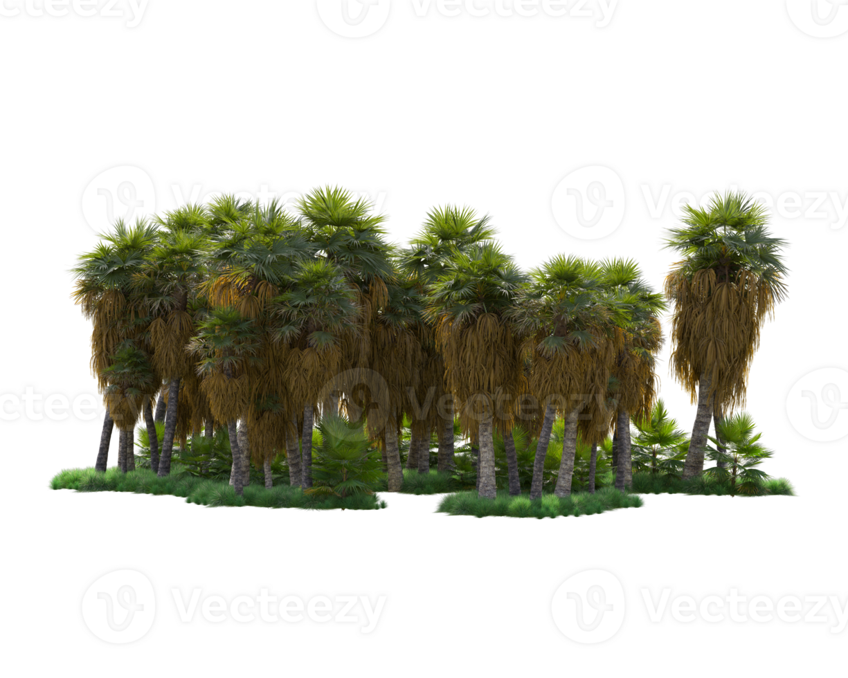 Tropical forest isolated on transparent background. 3d rendering - illustration png