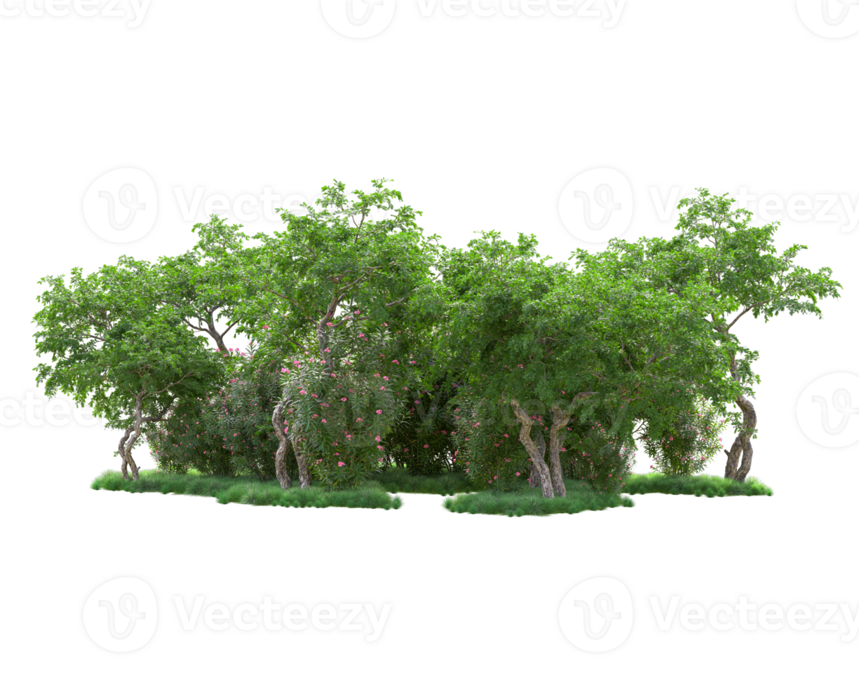 Tropical forest isolated on transparent background. 3d rendering - illustration png