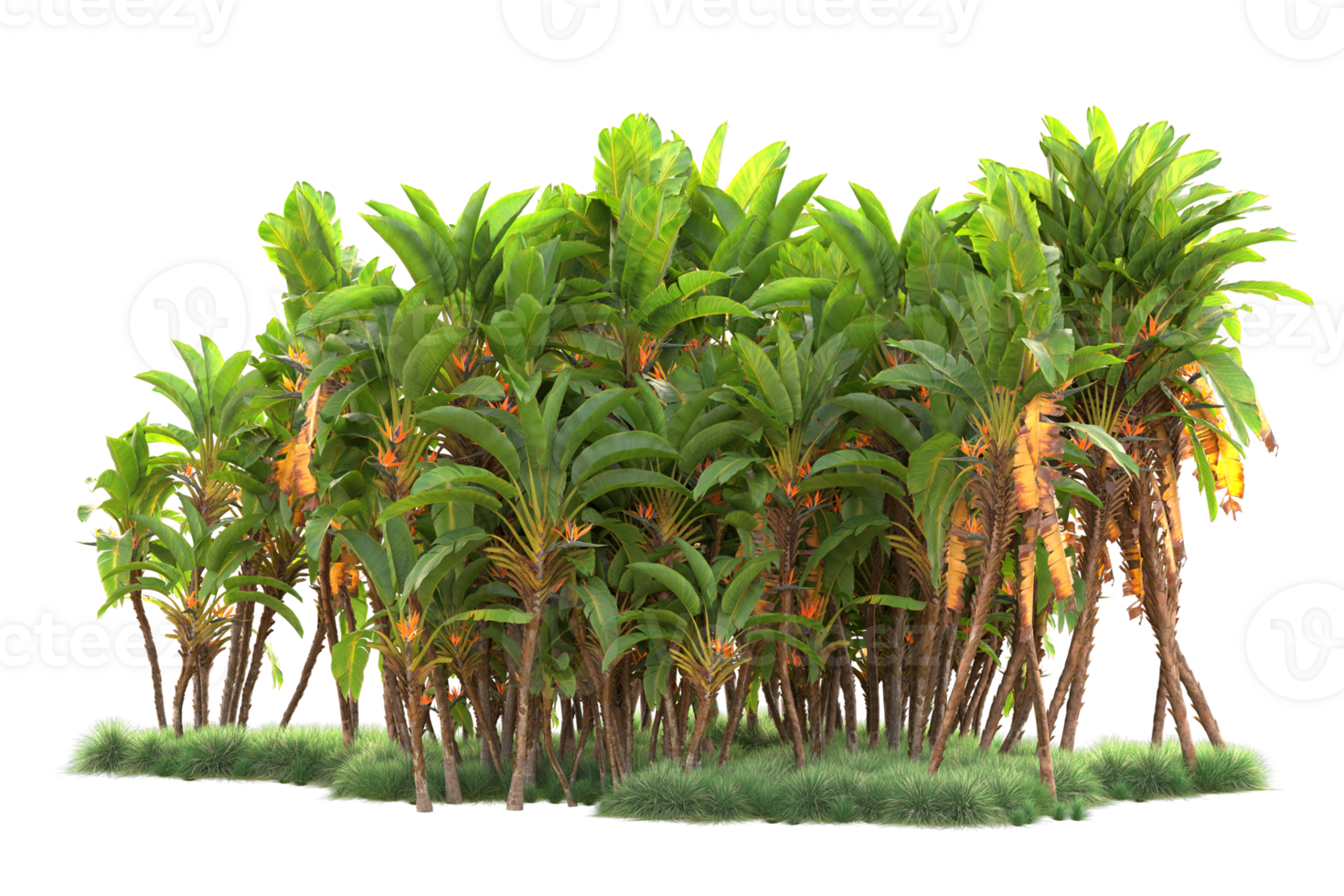 Tropical forest isolated on transparent background. 3d rendering - illustration png