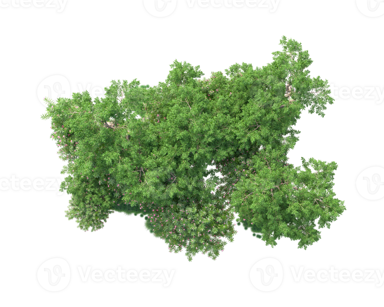 Tropical forest isolated on transparent background. 3d rendering - illustration png