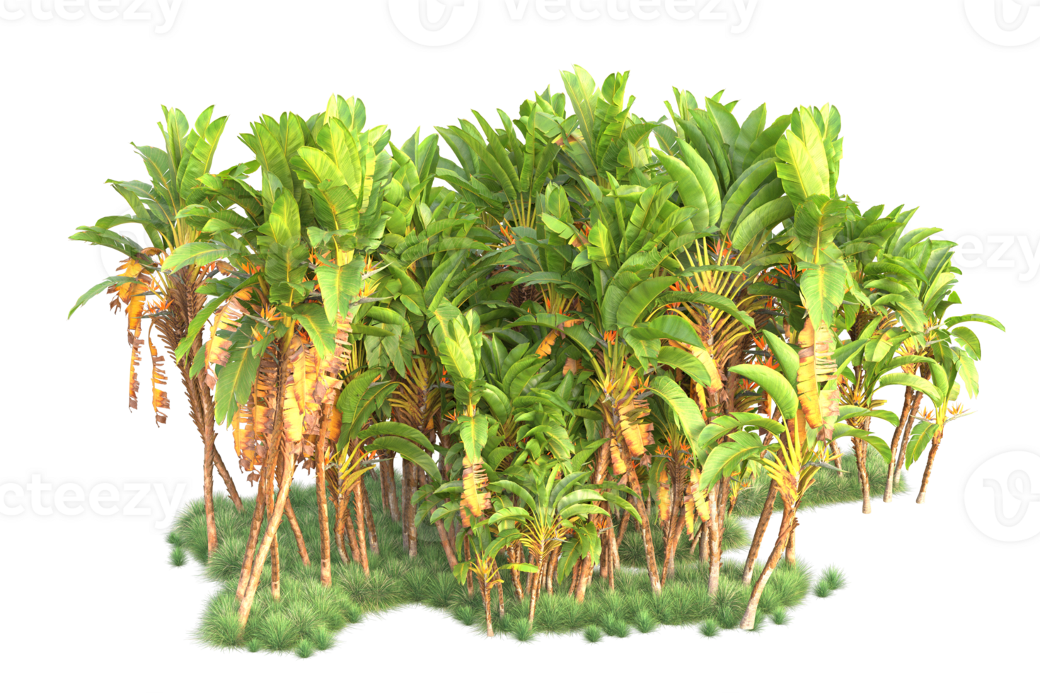 Tropical forest isolated on transparent background. 3d rendering - illustration png