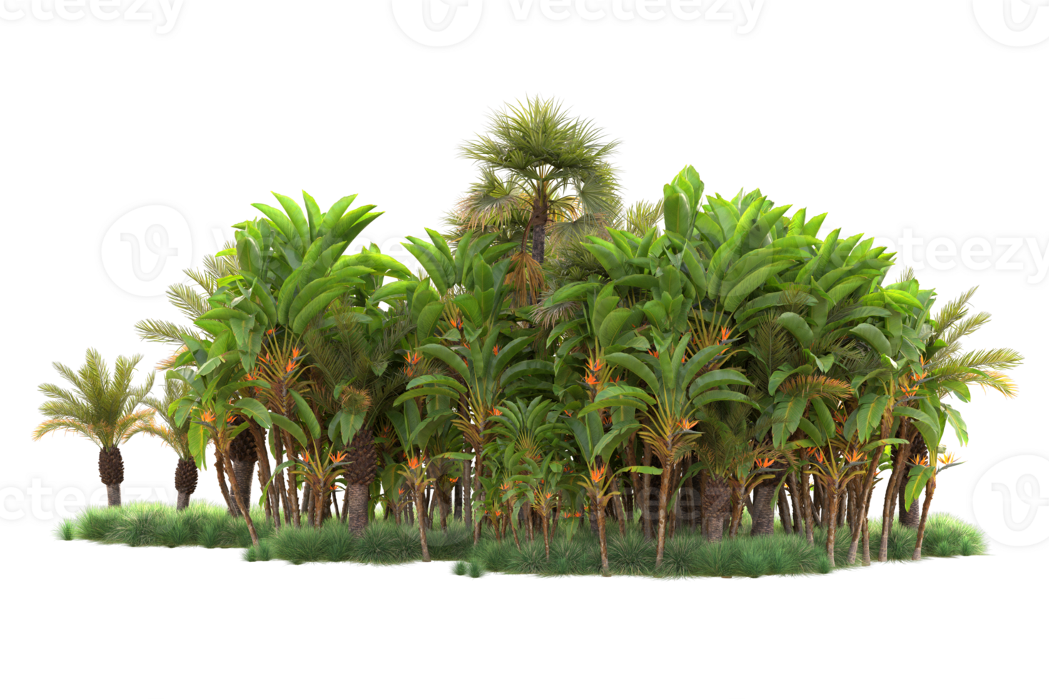 Tropical forest isolated on transparent background. 3d rendering - illustration png