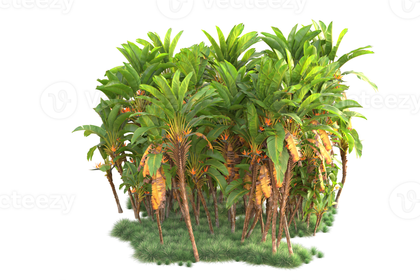 Tropical forest isolated on transparent background. 3d rendering - illustration png
