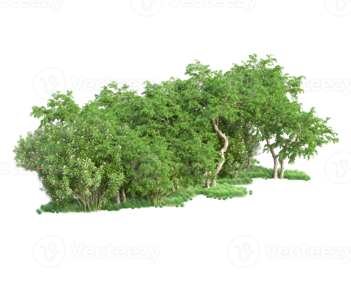 Tropical forest isolated on transparent background. 3d rendering - illustration png
