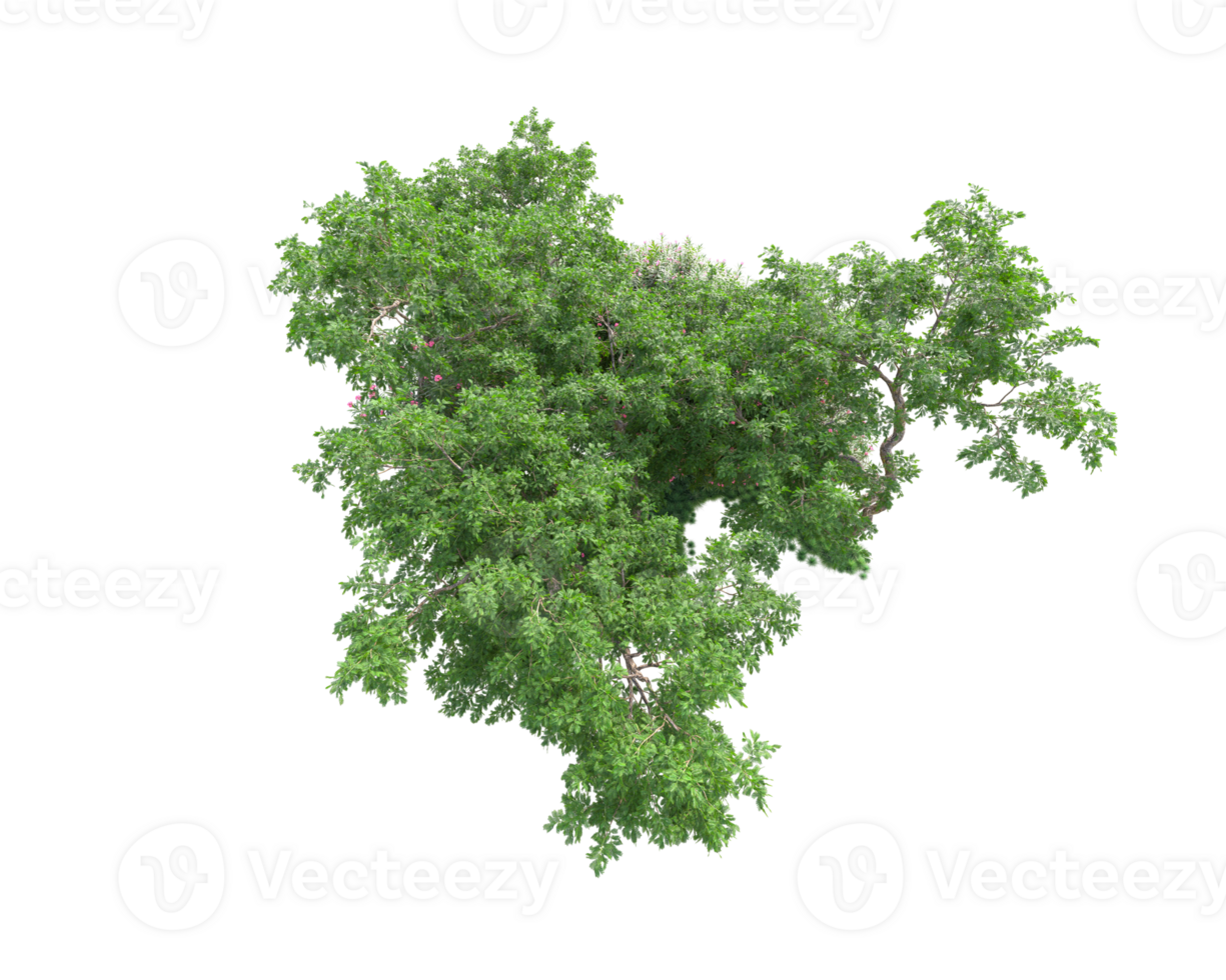 Tropical forest isolated on transparent background. 3d rendering - illustration png