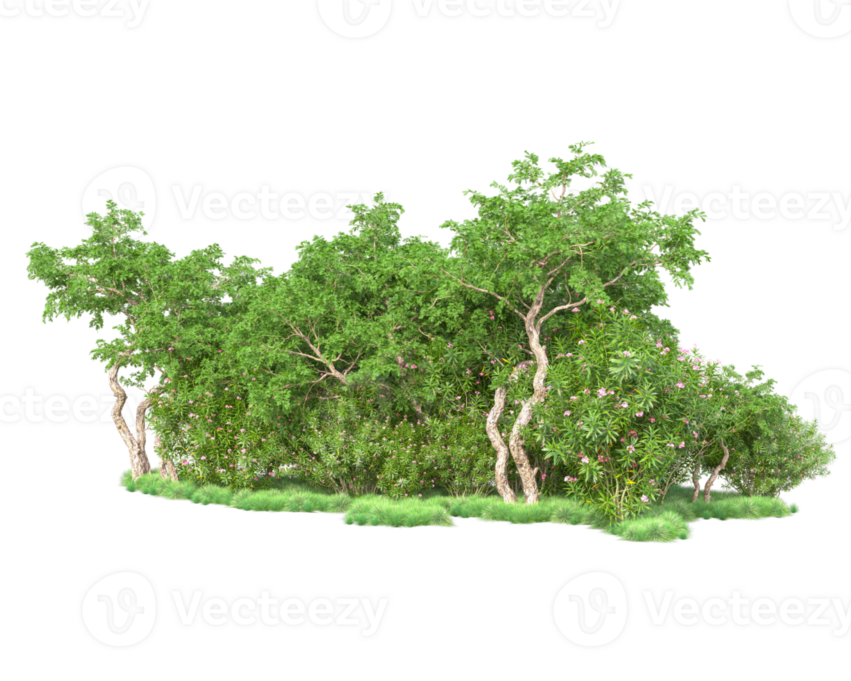 Tropical forest isolated on transparent background. 3d rendering - illustration png