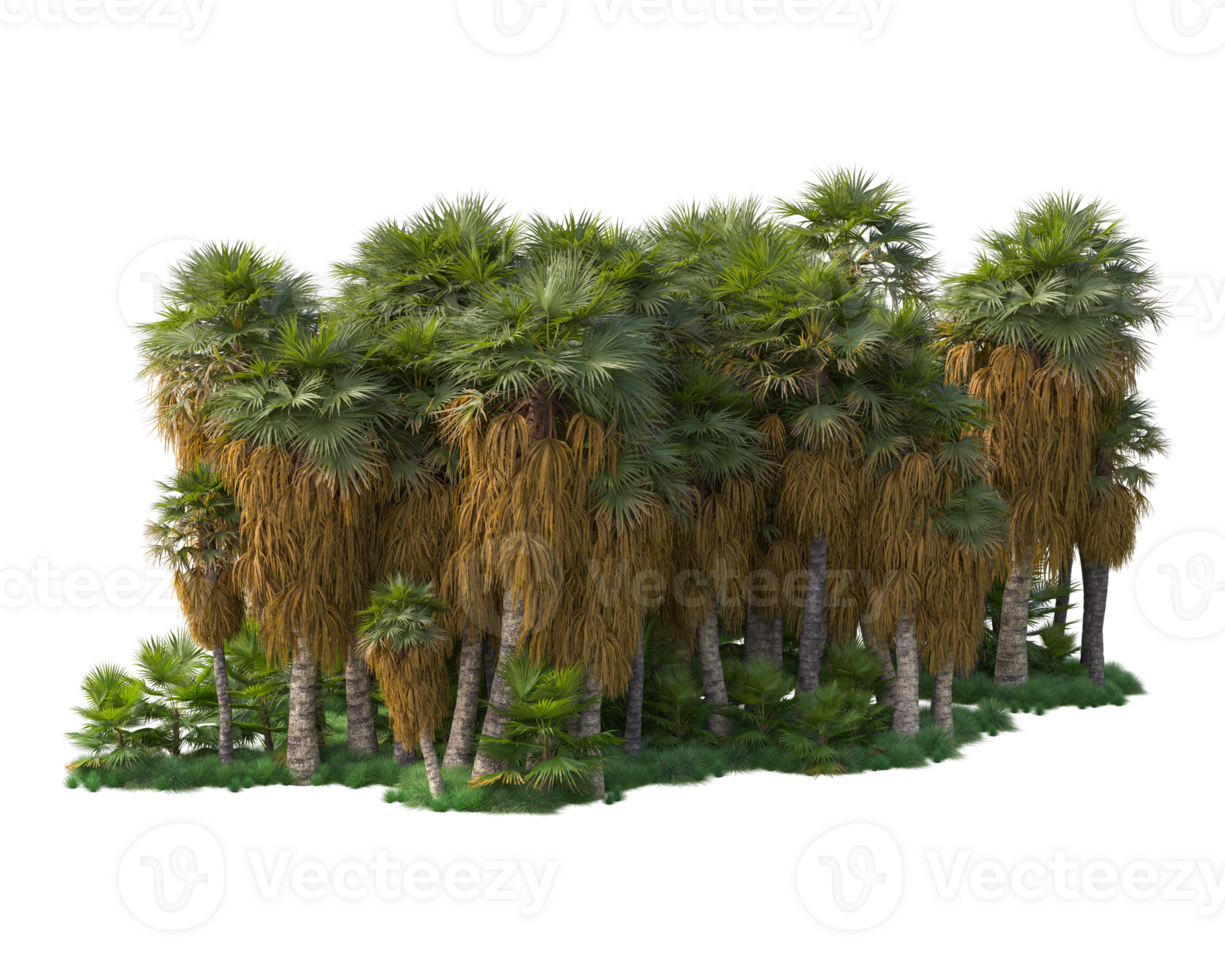 Tropical forest isolated on transparent background. 3d rendering - illustration png