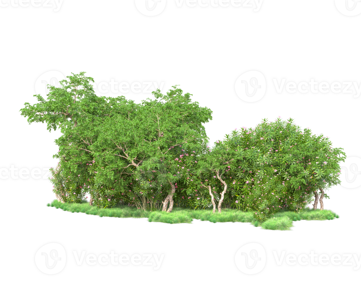 Tropical forest isolated on transparent background. 3d rendering - illustration png