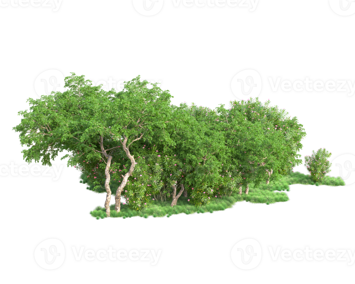 Tropical forest isolated on transparent background. 3d rendering - illustration png