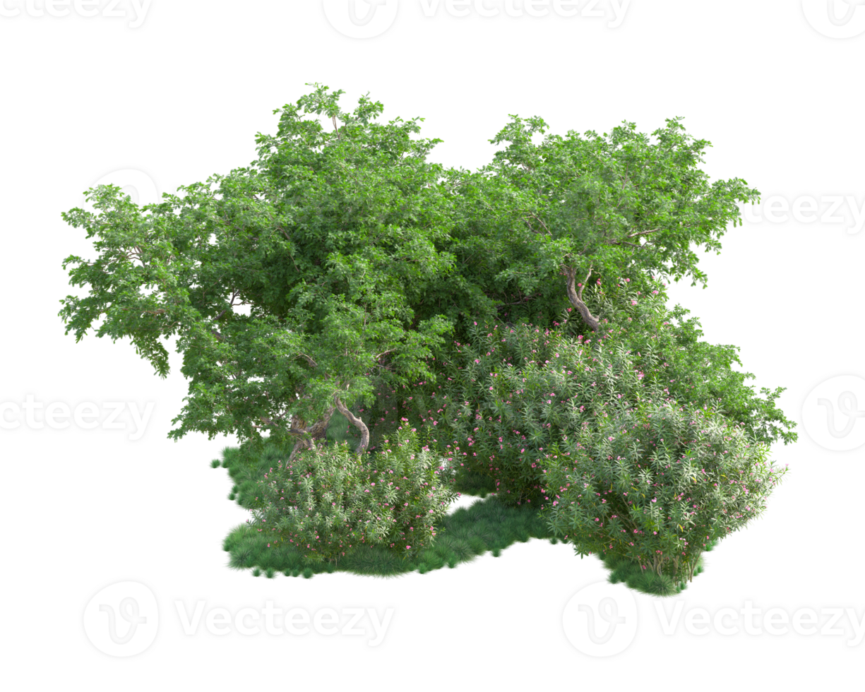 Tropical forest isolated on transparent background. 3d rendering - illustration png
