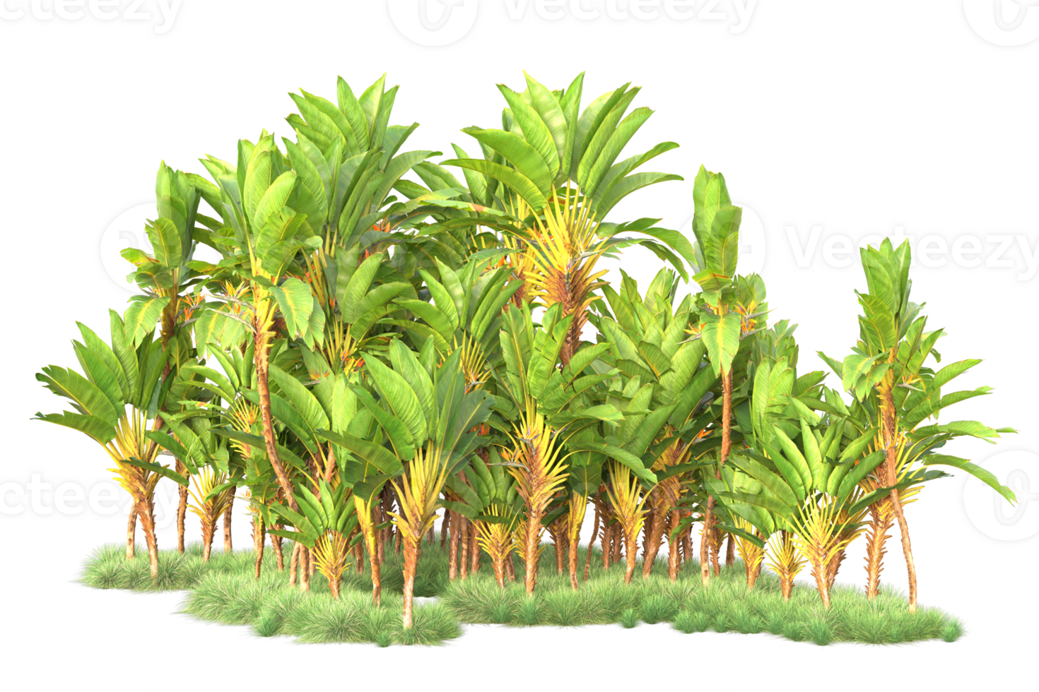 Tropical forest isolated on transparent background. 3d rendering - illustration png