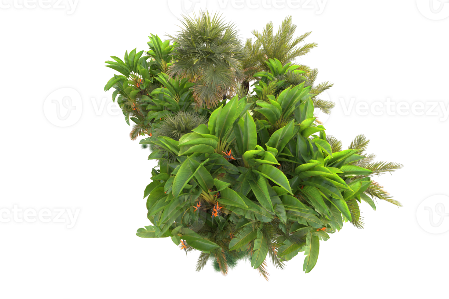 Tropical forest isolated on transparent background. 3d rendering - illustration png