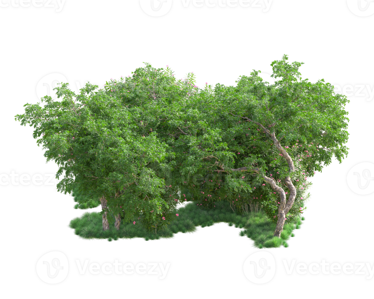Tropical forest isolated on transparent background. 3d rendering - illustration png