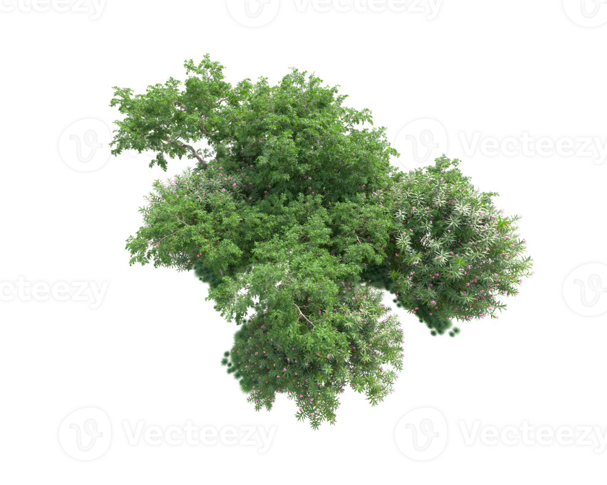 Tropical forest isolated on transparent background. 3d rendering - illustration png