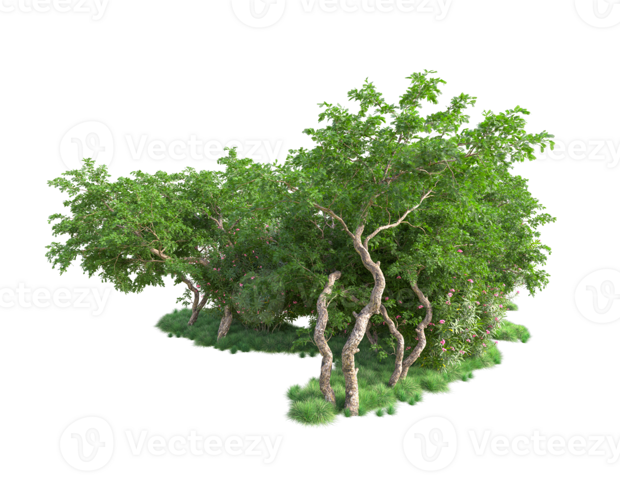 Tropical forest isolated on transparent background. 3d rendering - illustration png