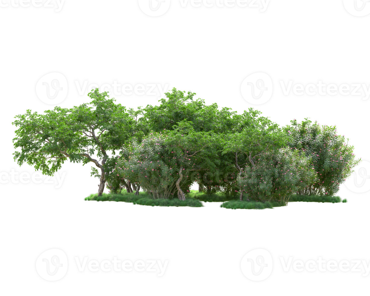 Tropical forest isolated on transparent background. 3d rendering - illustration png