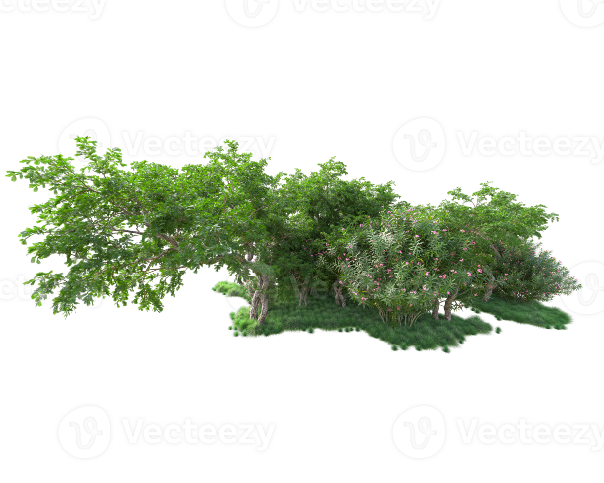 Tropical forest isolated on transparent background. 3d rendering - illustration png
