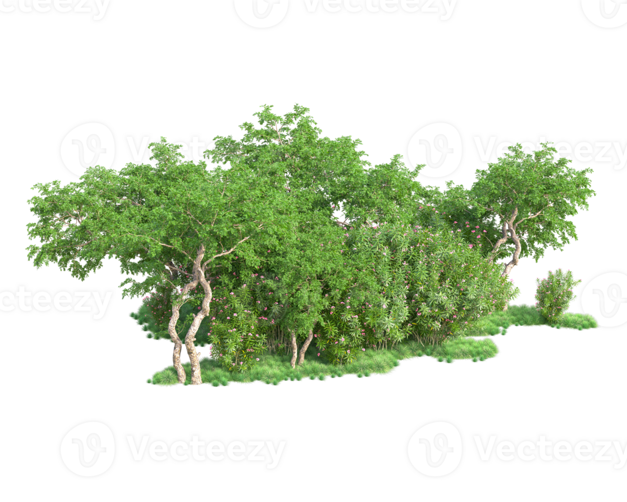 Tropical forest isolated on transparent background. 3d rendering - illustration png