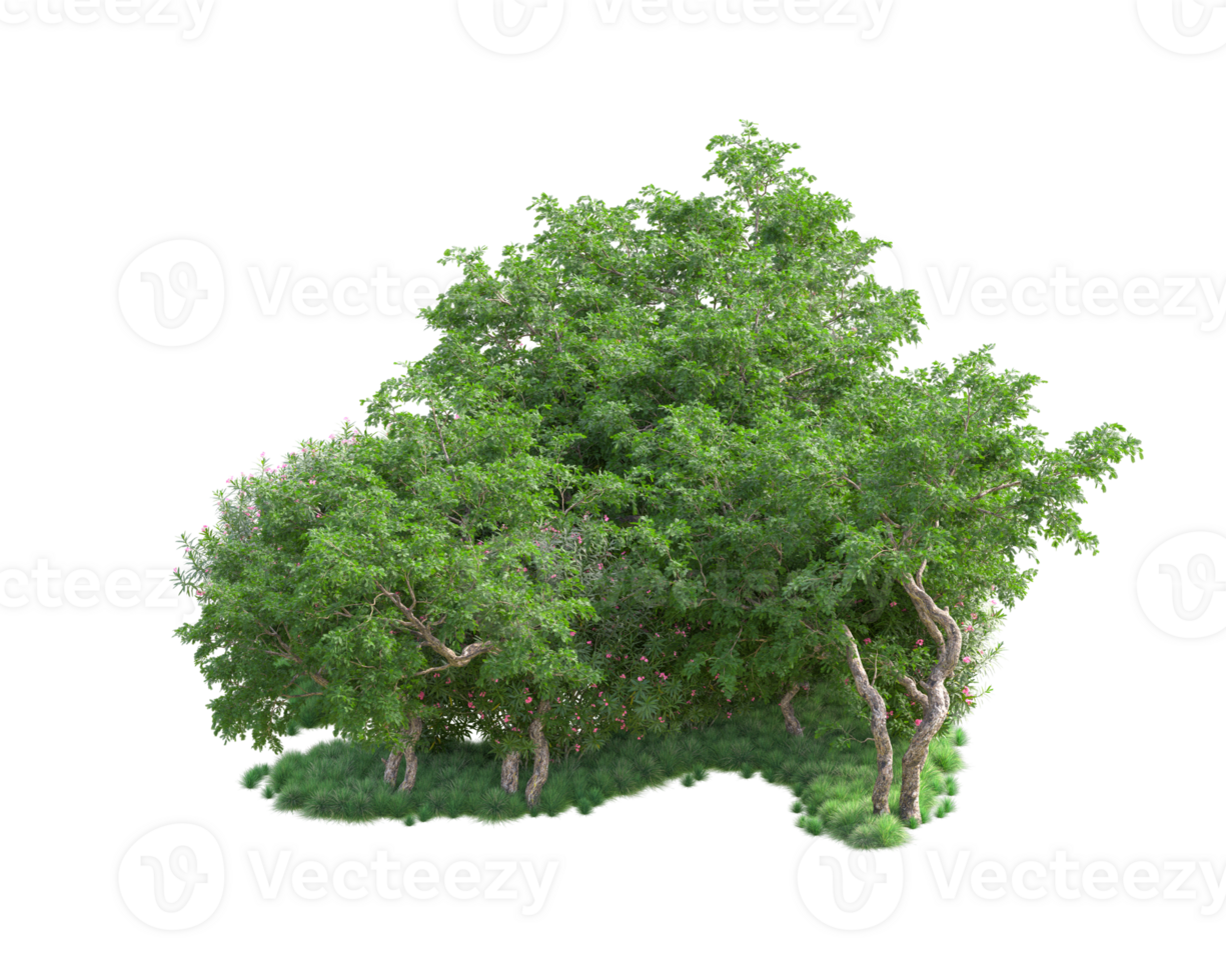Tropical forest isolated on transparent background. 3d rendering - illustration png