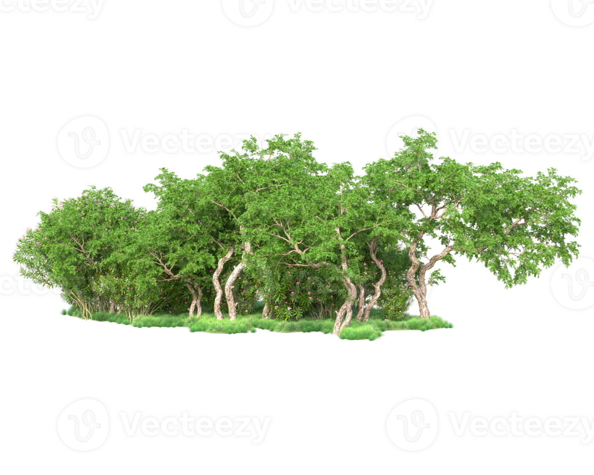 Tropical forest isolated on transparent background. 3d rendering - illustration png