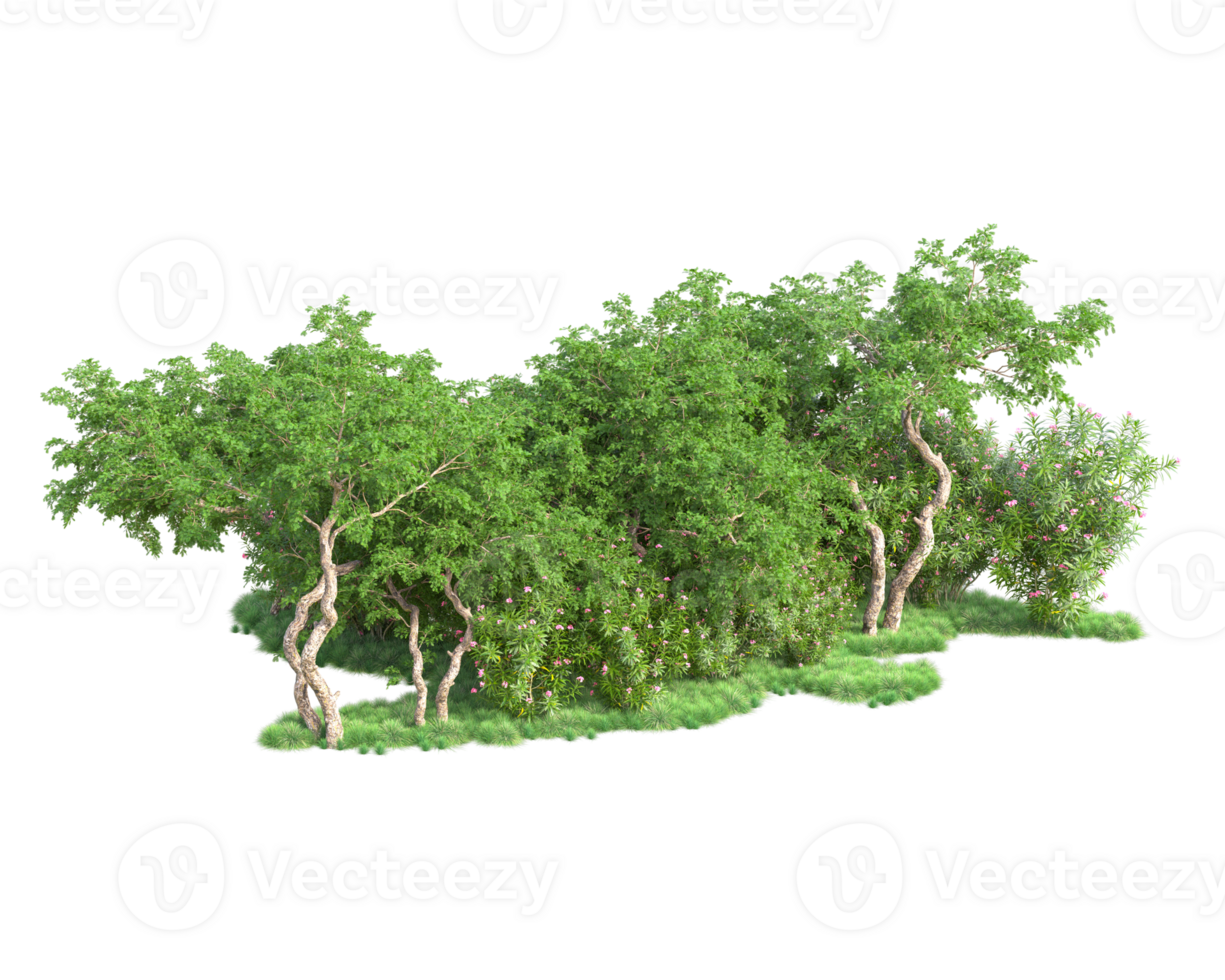 Tropical forest isolated on transparent background. 3d rendering - illustration png