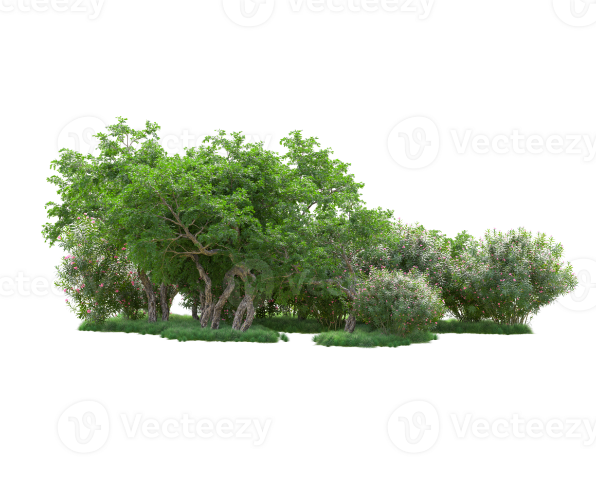Tropical forest isolated on transparent background. 3d rendering - illustration png