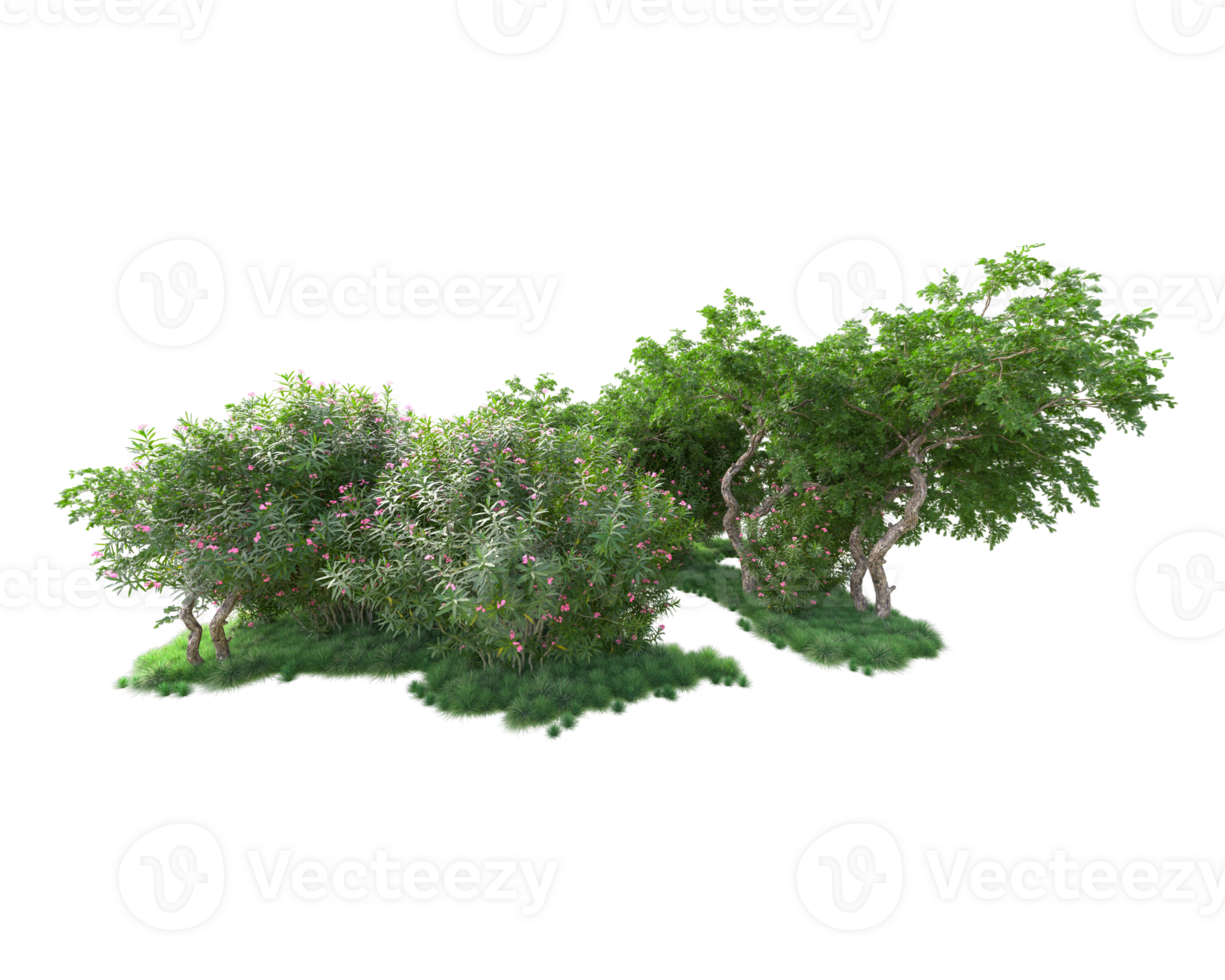 Tropical forest isolated on transparent background. 3d rendering - illustration png