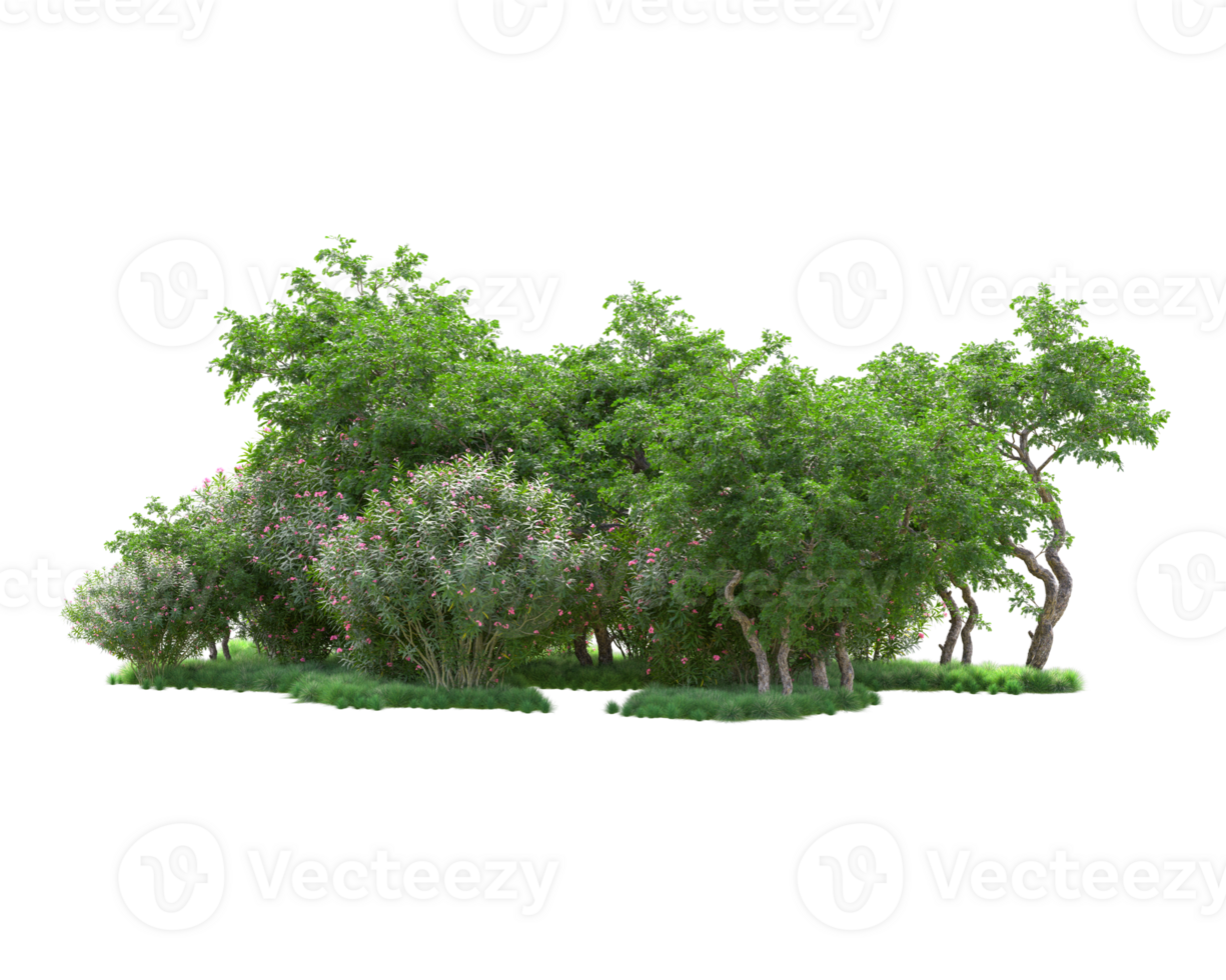 Tropical forest isolated on transparent background. 3d rendering - illustration png