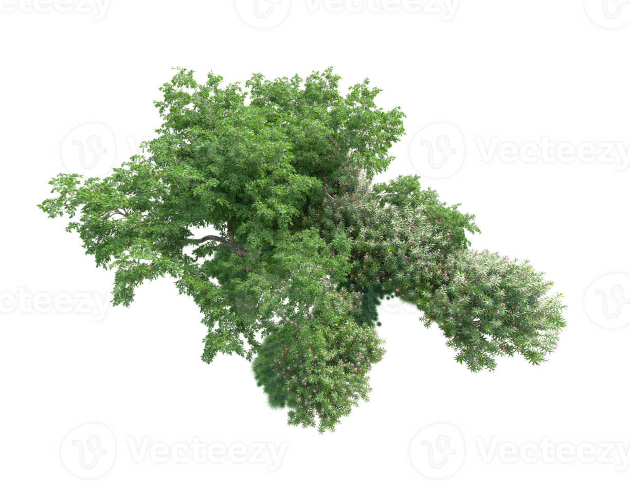 Tropical forest isolated on transparent background. 3d rendering - illustration png