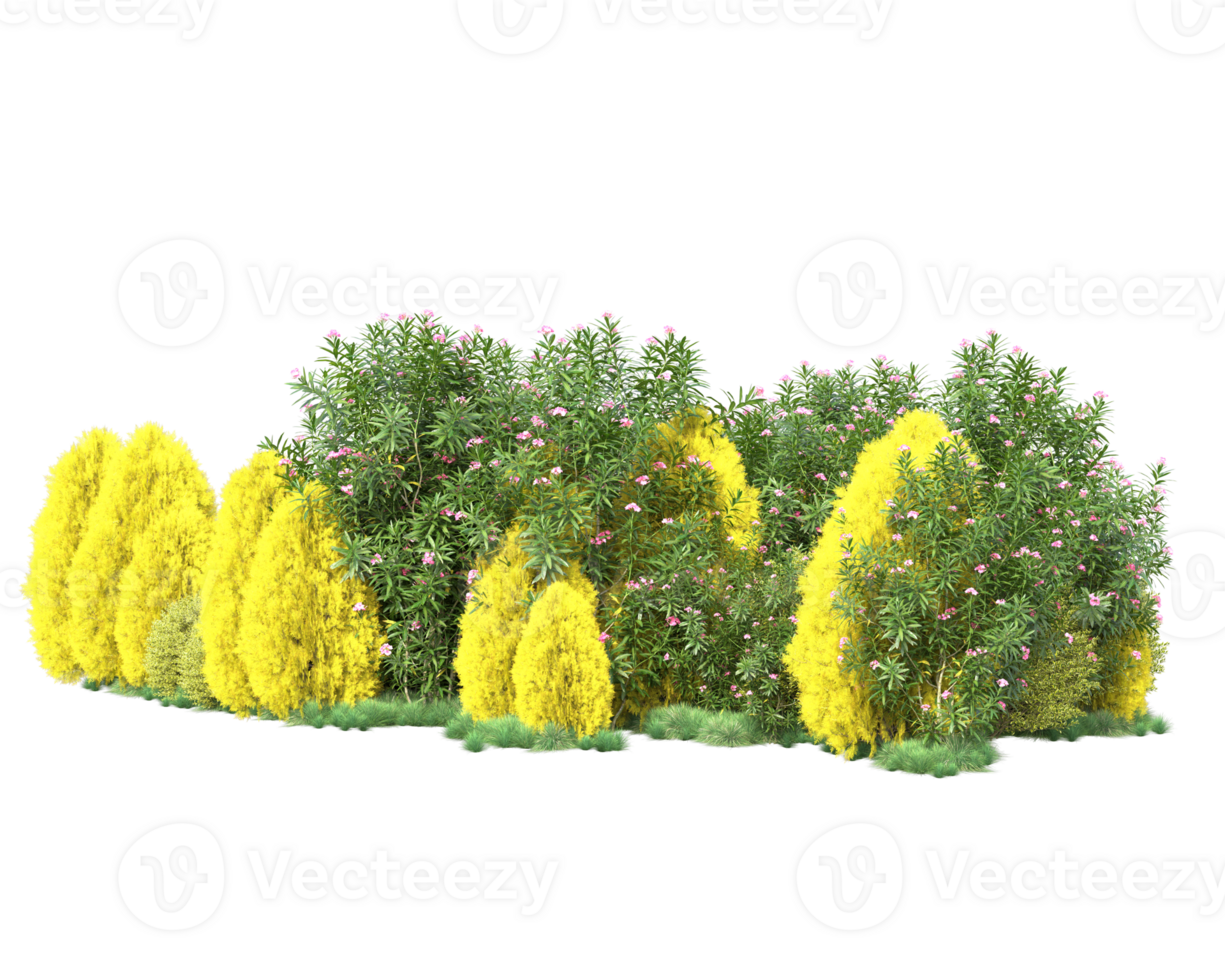 Tropical forest isolated on transparent background. 3d rendering - illustration png