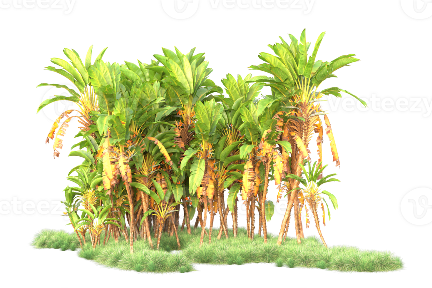 Tropical forest isolated on transparent background. 3d rendering - illustration png