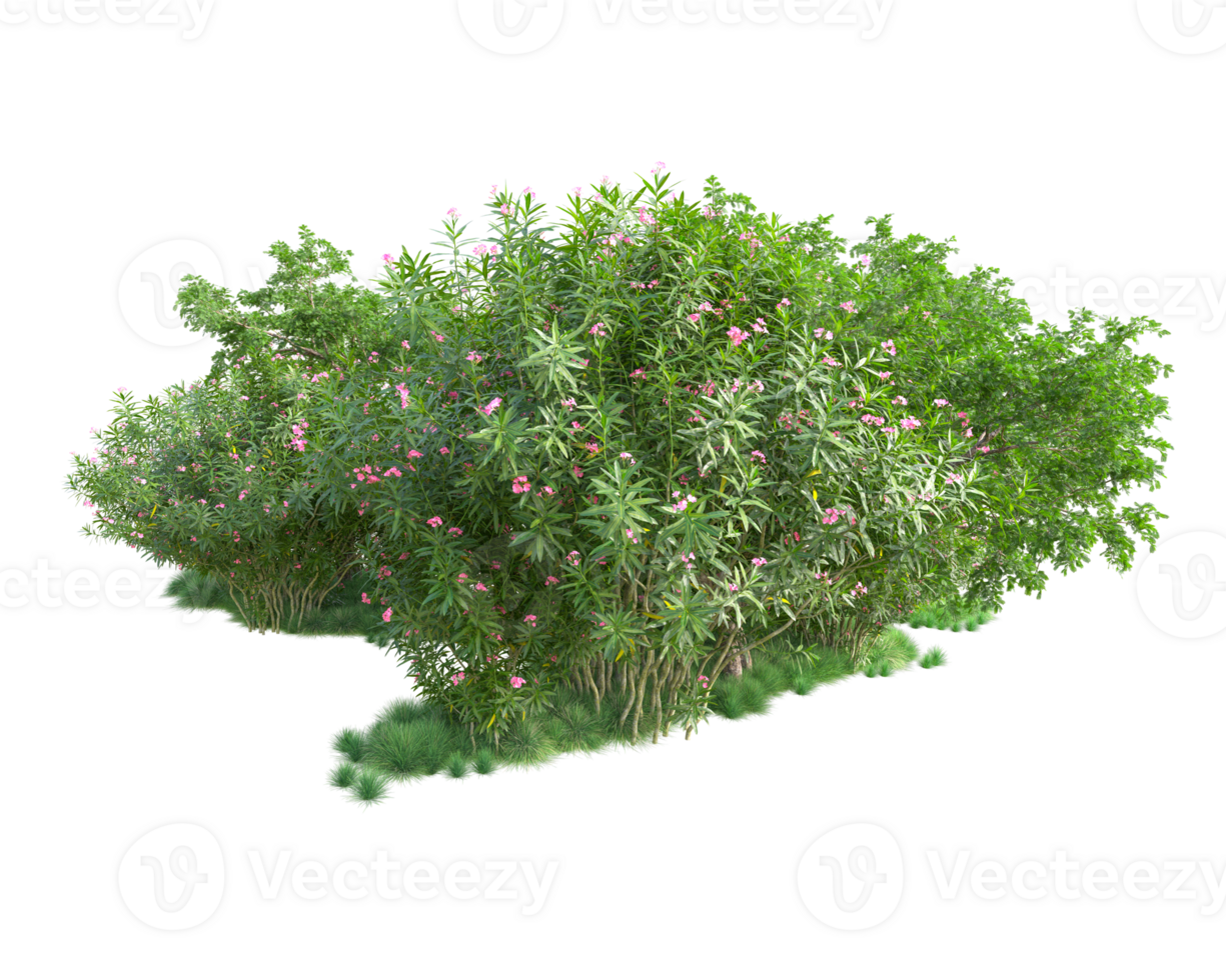 Tropical forest isolated on transparent background. 3d rendering - illustration png