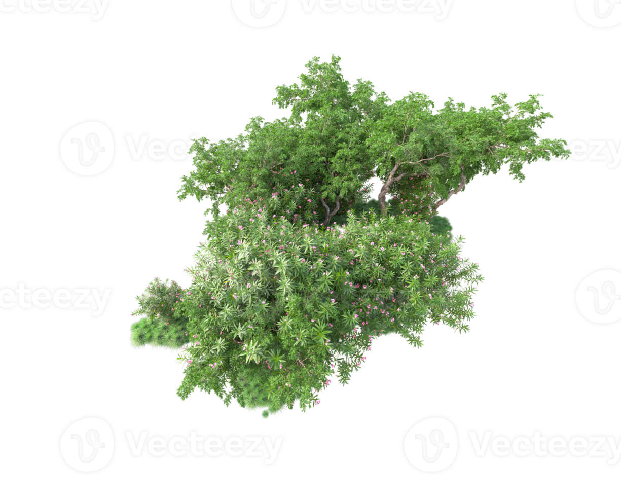 Tropical forest isolated on transparent background. 3d rendering - illustration png
