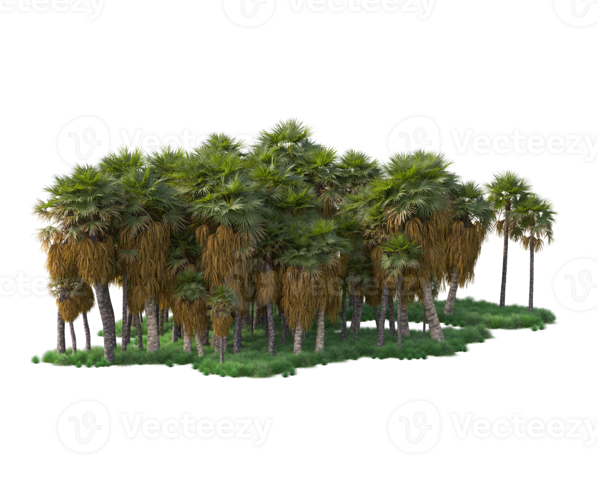 Tropical forest isolated on transparent background. 3d rendering - illustration png