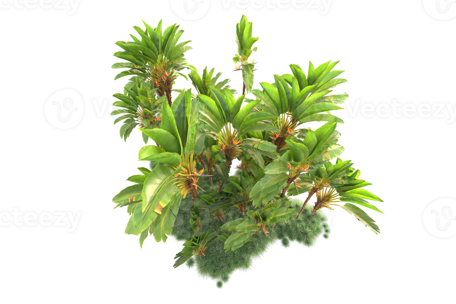 Tropical forest isolated on transparent background. 3d rendering - illustration png