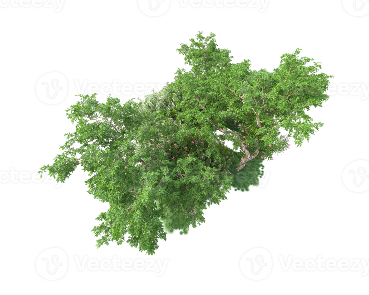 Tropical forest isolated on transparent background. 3d rendering - illustration png