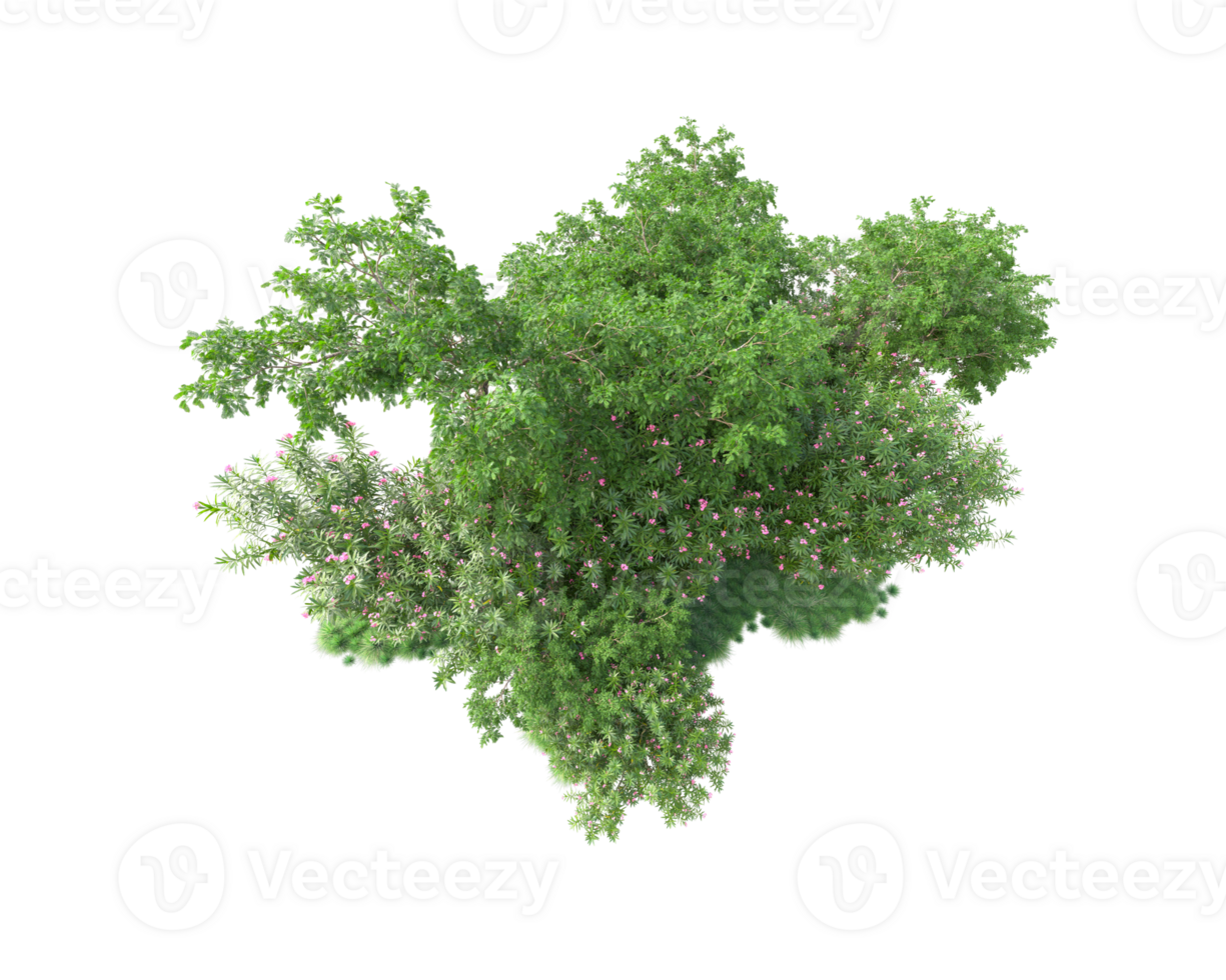Tropical forest isolated on transparent background. 3d rendering - illustration png