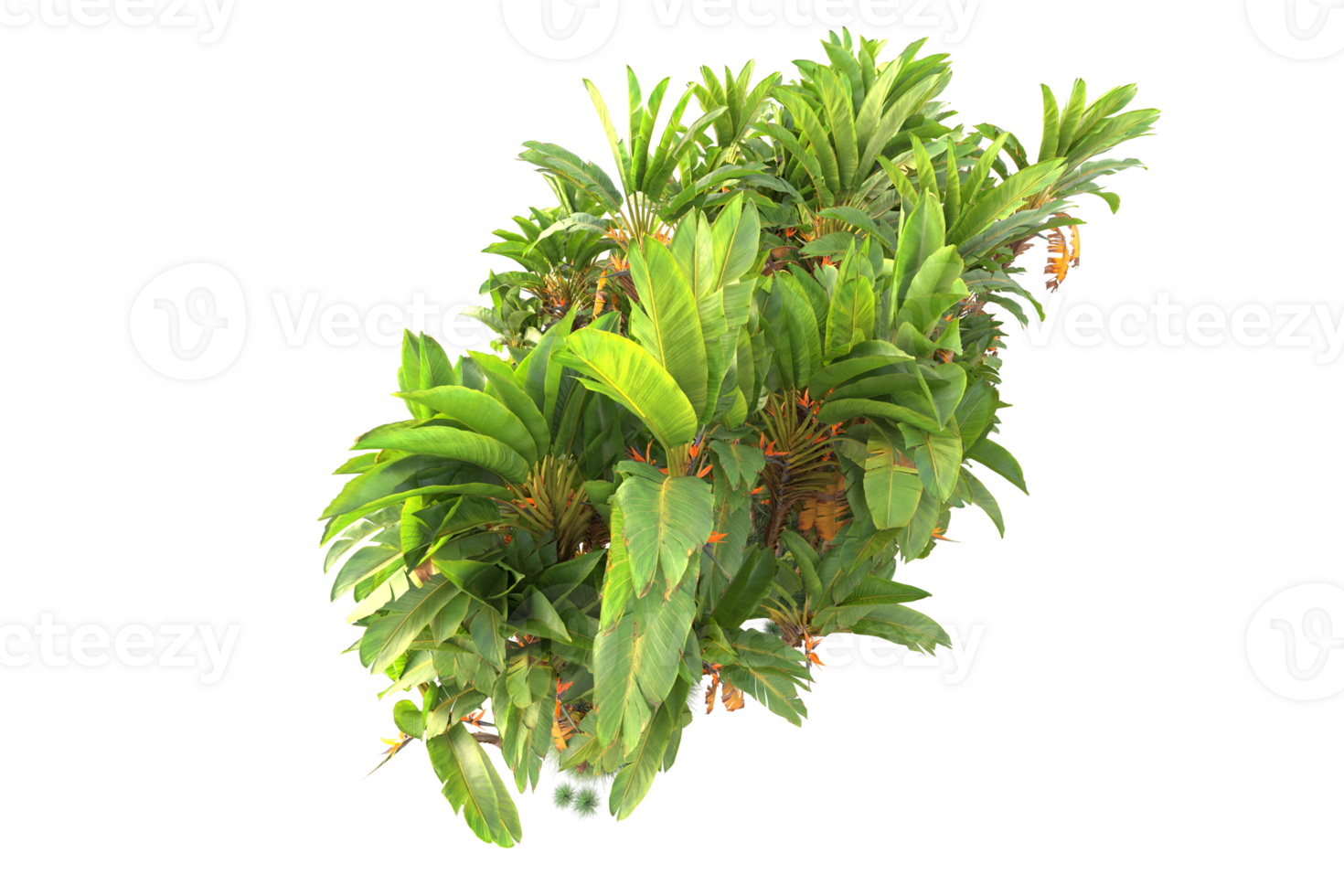 Tropical forest isolated on transparent background. 3d rendering - illustration png