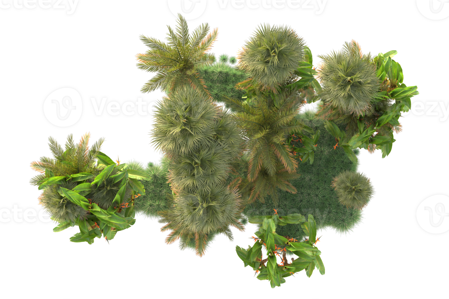 Tropical forest isolated on transparent background. 3d rendering - illustration png