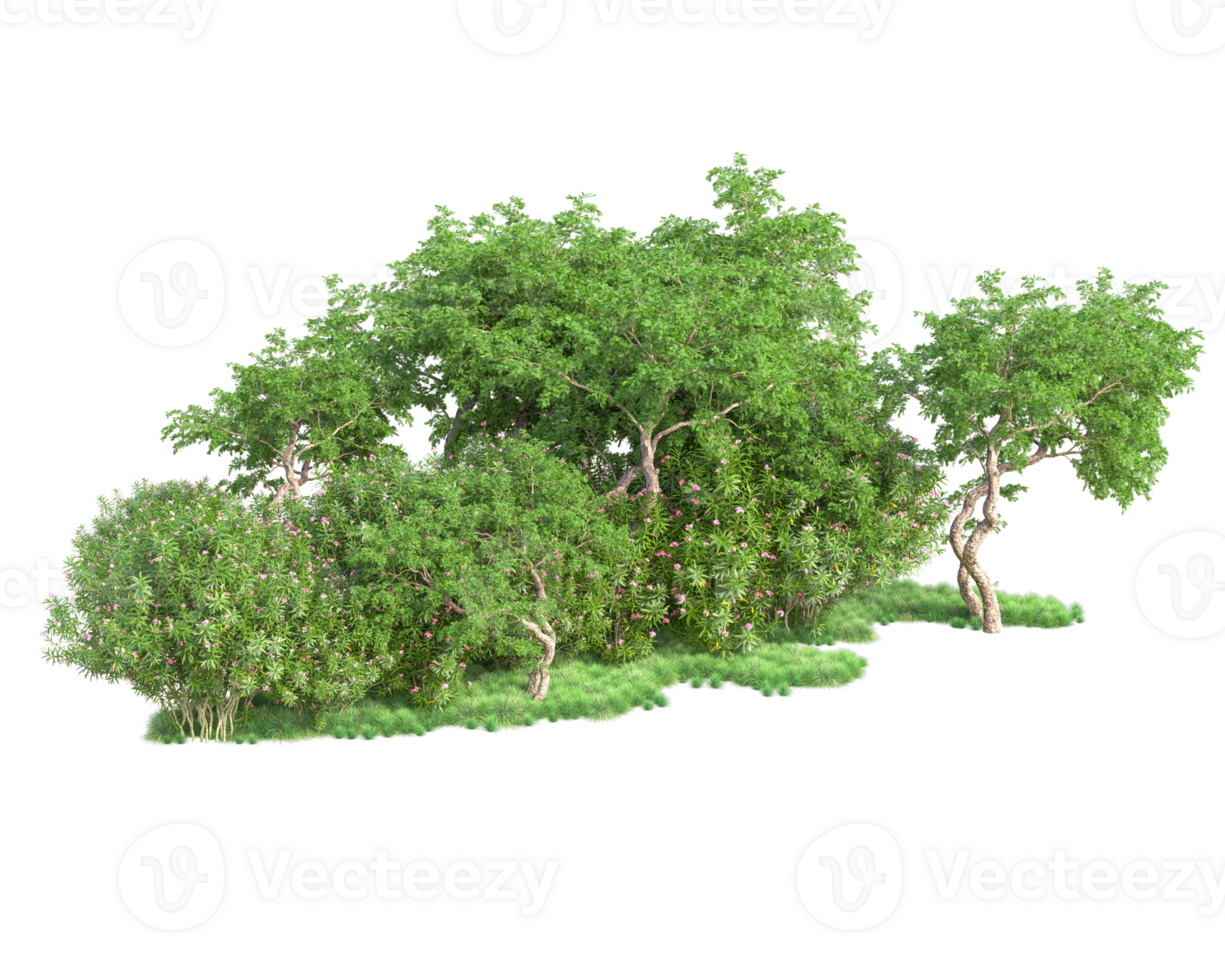 Tropical forest isolated on transparent background. 3d rendering - illustration png