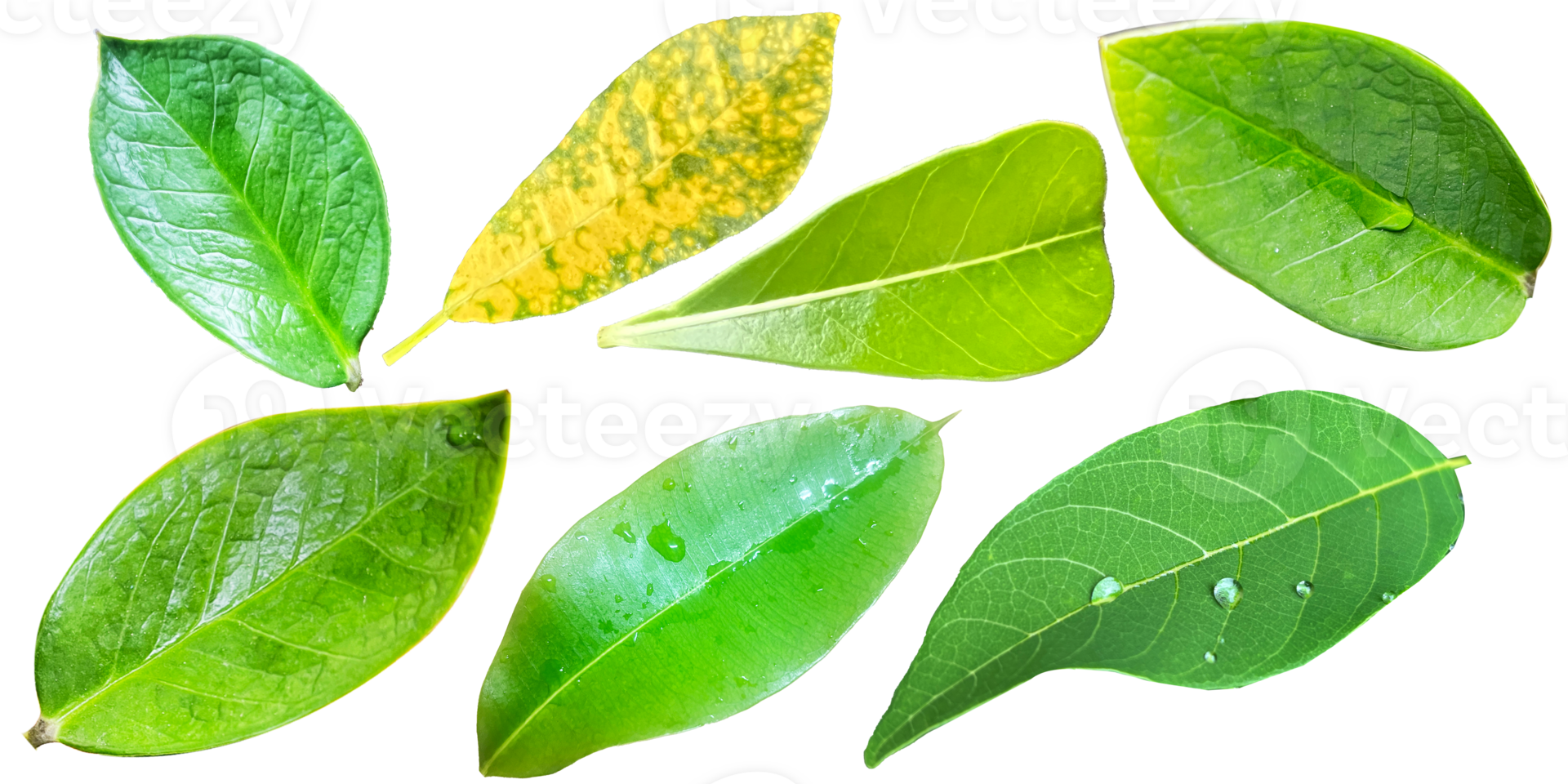green leaves on transparent background png