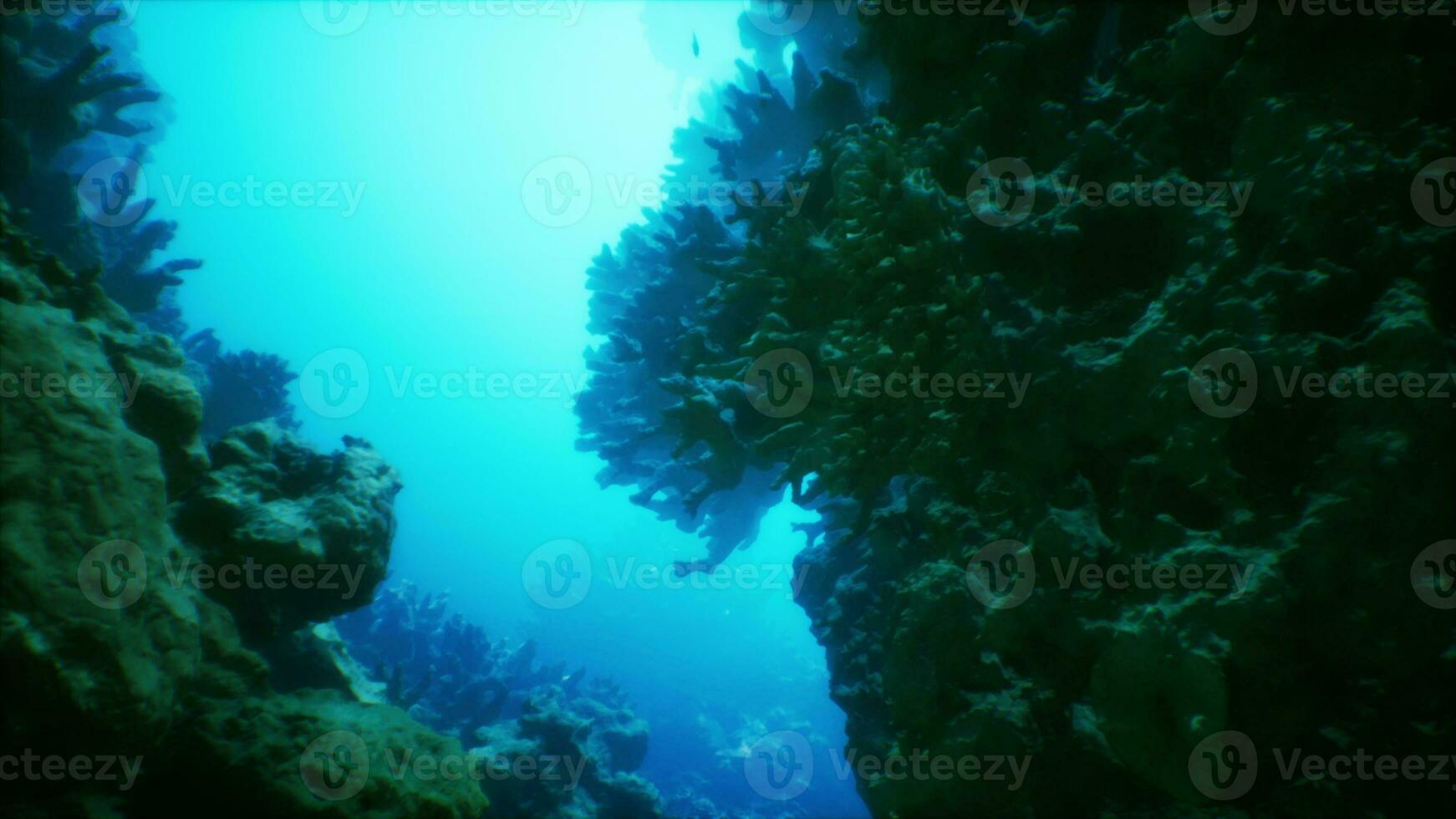 An underwater view of a coral reef in the ocean photo