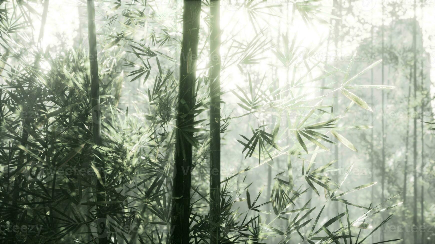 A serene bamboo forest illuminated by the golden rays of the sun photo