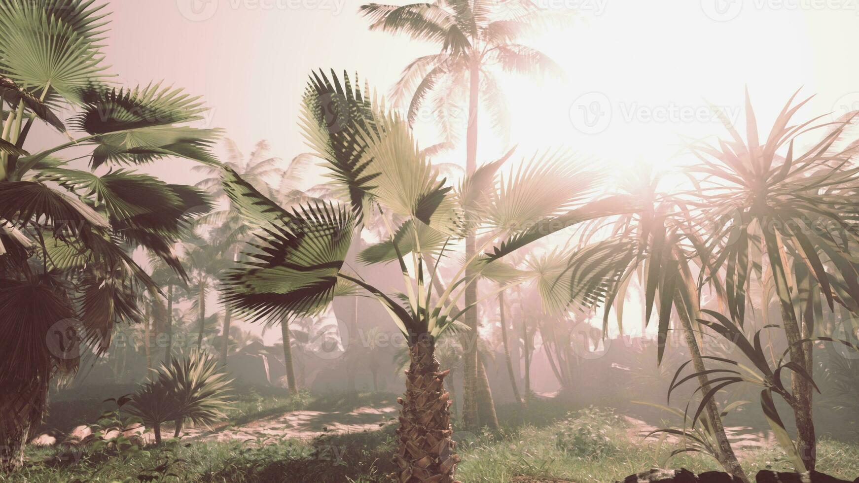 A group of palm trees in a tropical setting photo