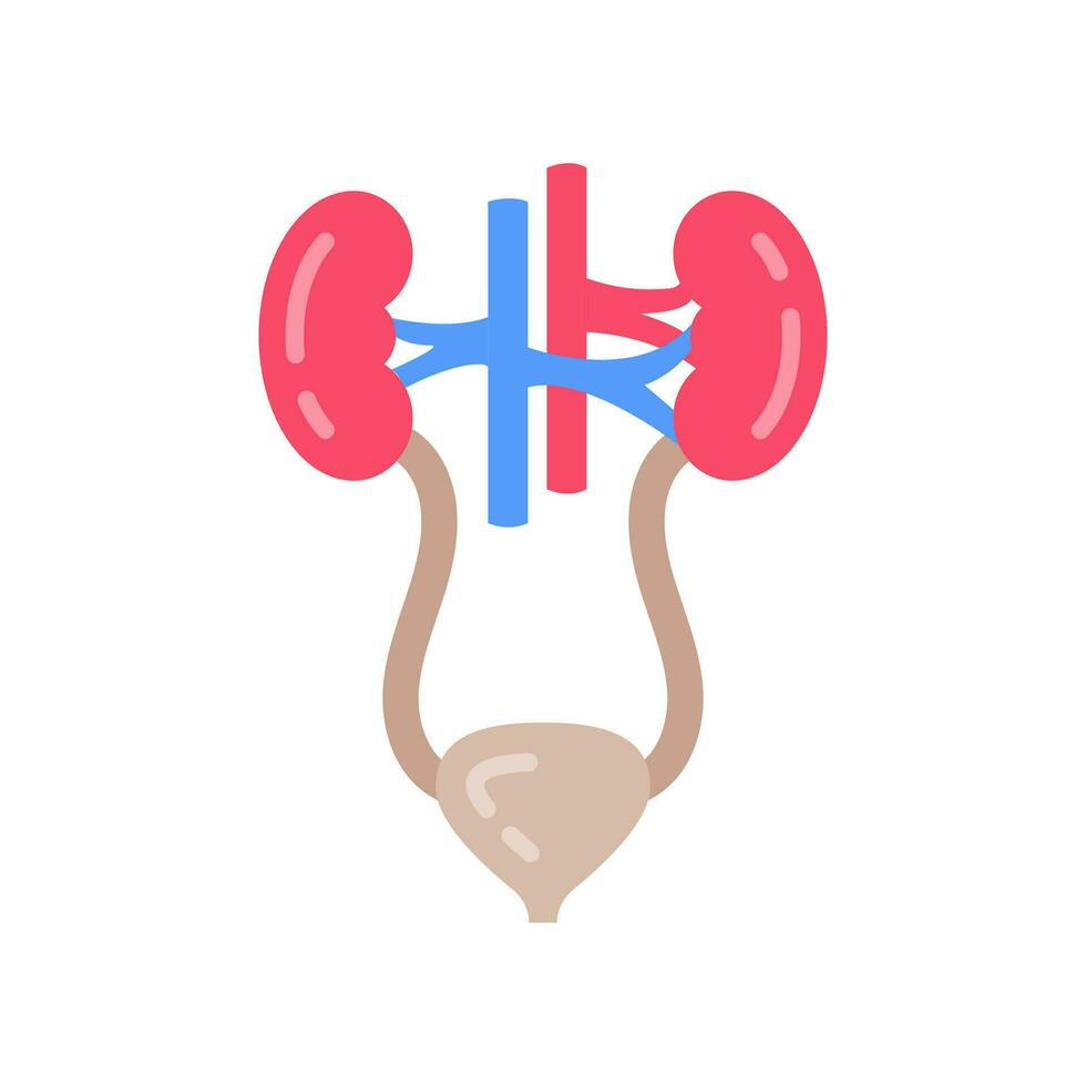 Urinary System icon in vector. Logotype vector